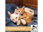 Adopt Eli a Orange or Red Tabby Tabby (short coat) cat in Luling, TX (38479616)