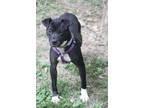 Adopt Gadget a Black - with White Staffordshire Bull Terrier / Labrador