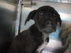 Adopt A427503 a Pointer, Mixed Breed