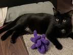 Adopt Mama Demi *MUST BE ADOPTED AS A BUDDY CAT* a All Black Domestic Shorthair