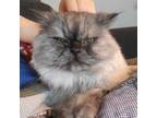 Adopt Bummer a Gray or Blue Himalayan / Persian / Mixed cat in Kingston