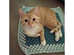 Adopt Rodney a Orange or Red Domestic Shorthair / Domestic Shorthair / Mixed cat