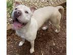Adopt King a White Shar Pei / American Staffordshire Terrier / Mixed (short