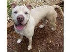 Adopt King a White Shar Pei / American Staffordshire Terrier / Mixed dog in