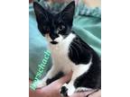 Adopt Rorschach a Black & White or Tuxedo Domestic Shorthair (short coat) cat in