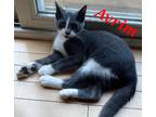 Adopt Avrim a Gray or Blue (Mostly) Domestic Shorthair (short coat) cat in