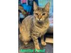 Adopt Amelia Pond a Brown Tabby Domestic Shorthair (short coat) cat in