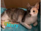 Adopt Mary a Calico or Dilute Calico Domestic Shorthair (short coat) cat in