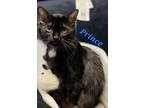 Adopt Prince a Black (Mostly) Domestic Longhair (long coat) cat in schenectady