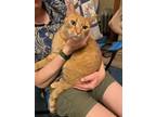 Adopt Benson a Orange or Red Domestic Shorthair (short coat) cat in Garden City