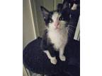 Adopt Lilo a Black & White or Tuxedo Domestic Shorthair (short coat) cat in