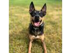 Adopt Bailey/Hopper a Black Manchester Terrier / Mixed dog in Buffalo