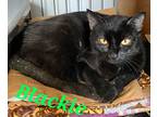 Adopt Blackie a All Black Domestic Shorthair (short coat) cat in schenectady