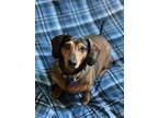 Adopt Veener a Brindle Dachshund / Mixed dog in Beaver Crossing, NE (38481376)