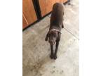 Adopt Max a Brown/Chocolate Labrador Retriever / Mixed dog in Harris
