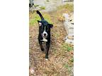 Adopt Rush a Black - with White Labrador Retriever dog in Tampa, FL (38481640)