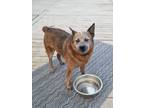 Adopt Chili a Gray/Blue/Silver/Salt & Pepper Australian Cattle Dog / Mixed dog