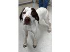 Adopt Bob a Tricolor (Tan/Brown & Black & White) English Pointer / Mixed dog in