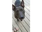 Adopt April ~ Xena a Black - with White Bull Terrier / Mixed dog in Beaver