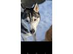 Adopt Tala a Black - with Gray or Silver Siberian Husky / Mixed dog in VICTORIA