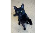 Adopt Penny a All Black Domestic Shorthair (short coat) cat in Carlinville