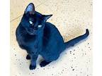Adopt Cleo a All Black Domestic Shorthair (short coat) cat in Carlinville