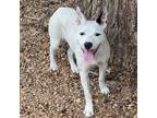Adopt Pee Wee a White - with Tan, Yellow or Fawn Blue Heeler / Pit Bull Terrier