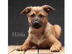 Adopt Hilda a Brown/Chocolate - with Black German Shepherd Dog / Mutt / Mixed