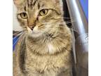 Adopt Nina a Gray or Blue Domestic Shorthair / Mixed cat in Kingman
