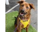 Adopt Heidi a Black - with Brown, Red, Golden, Orange or Chestnut German