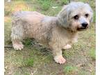 Adopt Dudley a White - with Gray or Silver Shih Tzu / Dachshund / Mixed dog in