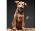 Adopt Mitzi a Brown/Chocolate - with Black German Shepherd Dog / Mutt / Mixed