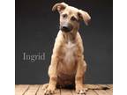 Adopt Ingrid a Tan/Yellow/Fawn - with White German Shepherd Dog / Mutt / Mixed