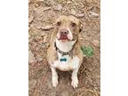 Adopt Bari a Brindle - with White American Staffordshire Terrier / Pit Bull