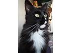 Adopt Campbell a Black & White or Tuxedo Domestic Longhair (long coat) cat in