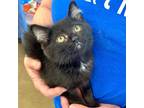 Adopt Fuzzy a Black (Mostly) Domestic Mediumhair (medium coat) cat in Fairborn