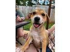 Adopt Hera a Tan/Yellow/Fawn - with White American Pit Bull Terrier / Mixed dog