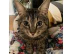 Adopt Cashew a Domestic Short Hair