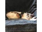 Adopt Pebbles the Cat a Calico or Dilute Calico Domestic Shorthair / Mixed cat