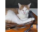 Adopt Tigger a Orange or Red Domestic Shorthair / Mixed cat in St.
