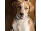 Adopt Trudy a Tan/Yellow/Fawn Hound (Unknown Type) / Mixed dog in St.