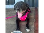 Adopt Bosley a Black Labrador Retriever / Mixed dog in St. Peters, MO (38495586)