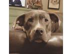 Adopt Fiona a Gray/Silver/Salt & Pepper - with Black American Pit Bull Terrier /