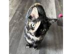 Adopt Squirtle a Tortoiseshell Domestic Shorthair / Mixed cat in St.