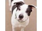 Adopt Martini a White - with Tan, Yellow or Fawn American Pit Bull Terrier /