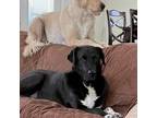 Adopt Axel a Black Labrador Retriever / Mixed dog in St. Peters, MO (38495564)