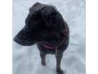 Adopt Billie Jo a Black Border Collie / Shar Pei / Mixed dog in St.