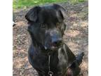 Adopt Sacher a Black Labrador Retriever / Shar Pei / Mixed dog in St.