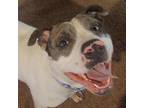 Adopt Maui a White - with Tan, Yellow or Fawn American Pit Bull Terrier / Mixed