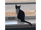 Adopt Cisco a All Black Domestic Shorthair / Mixed cat in St.